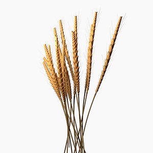 3D Wheat Spikelets