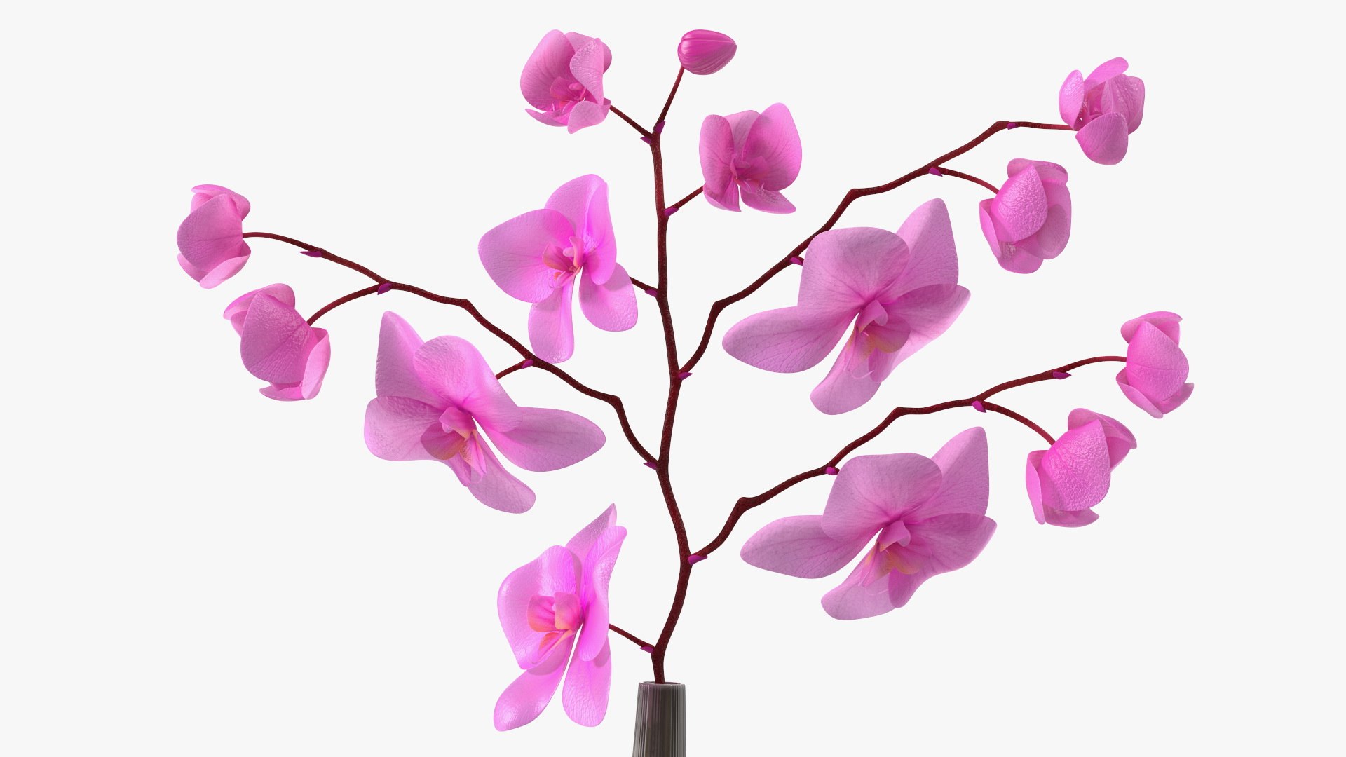 Orchid Collection 2 3D model https://p.turbosquid.com/ts-thumb/jy/72UMBn/gU/orchid_collection_2_026/jpg/1771189026/1920x1080/fit_q87/52d0d083f7d71e1bdf20f9eb19d723e7c8faab75/orchid_collection_2_026.jpg