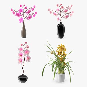 Orchid Collection 2 3D model
