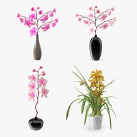 Orchid Collection 2