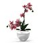 Orchid