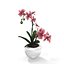 Orchid
