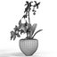Orchid