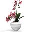 Orchid