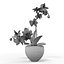 Orchid