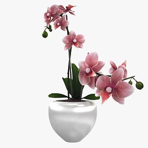 contemporary flower 3d max