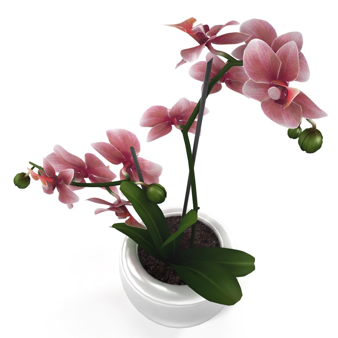 contemporary flower 3d max https://p.turbosquid.com/ts-thumb/jy/DBOVmY/qa93AsX7/render0004/jpg/1430487669/1920x1080/fit_q87/f0dc187546094322239b5e029c737567493f099f/render0004.jpg