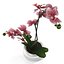 Orchid