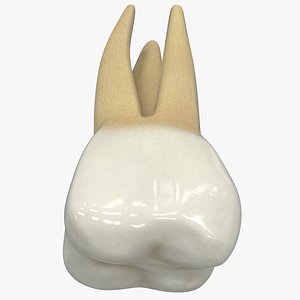 Human Teeth Upper First Molar