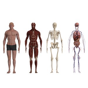 3D Complete Human Body Anatomy  - Muscles Skeleton Internal Organs