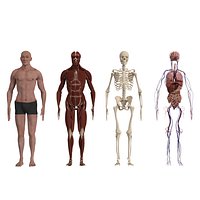 Complete Human Body Anatomy  - Muscles Skeleton Internal Organs