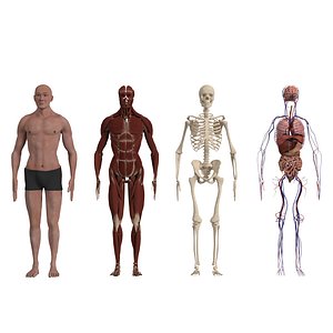 Complete Human Body Anatomy  - Muscles Skeleton Internal Organs