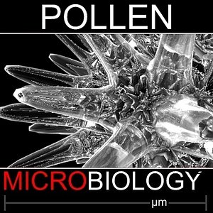pollen spore 3d model