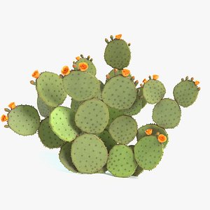 prickly pear cactus 3D model