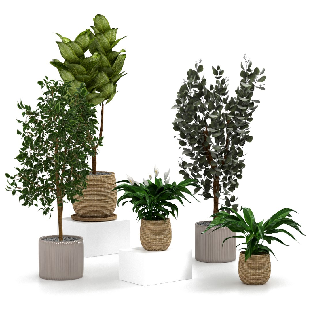 3D indoor plants pots model - TurboSquid 1673003