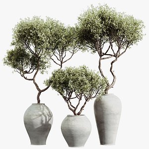 AV HousePlants Mission Kalamata Leccino Arbequina Wilsonii Chemlali Olive Set02