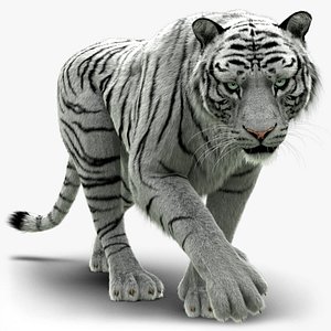 modèle 3D de Tigre blanc de Sumatra Low Poly gréé très détaillé et