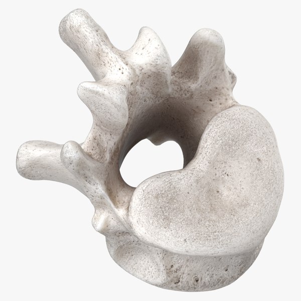 Bear Ursus Thoracic Vertebrae T13 3D model