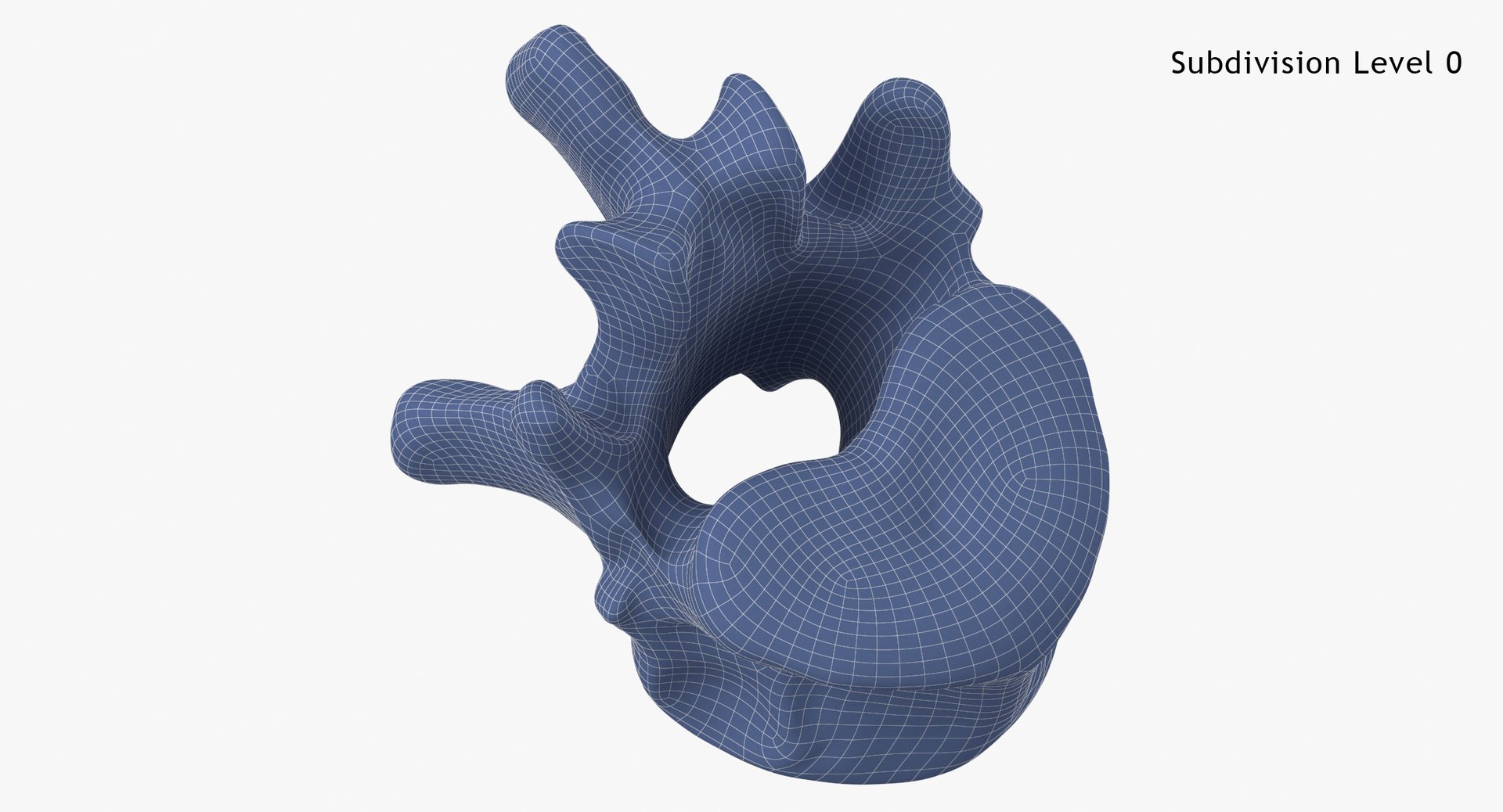 Bear Ursus Thoracic Vertebrae T13 3D Model - TurboSquid 2153535