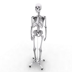 3d model skeleton medical