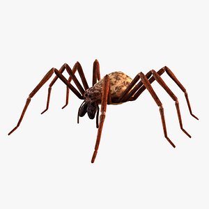3D House Spider