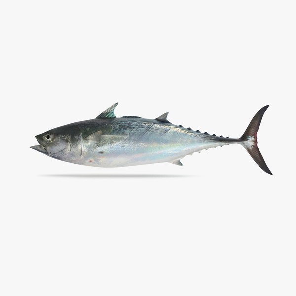 false albacore tuna 3D model