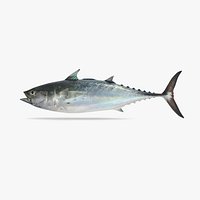 False Albacore Tuna