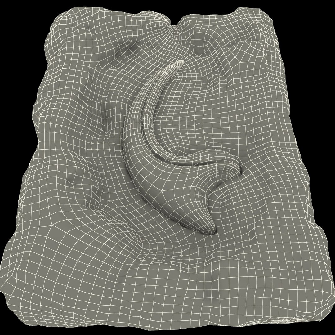 3d Model Raptor Claw Fossil