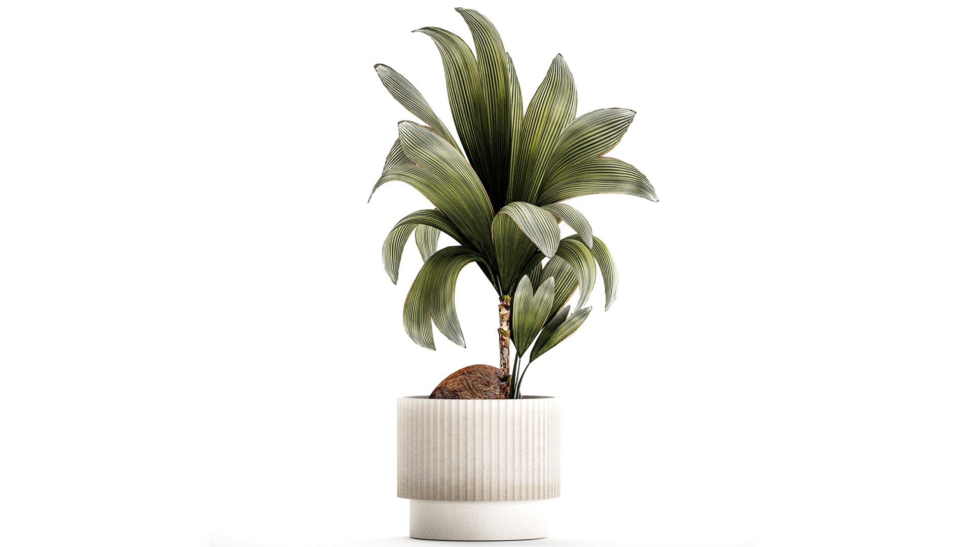 3D Small Young Coconut Tree Coconut Nucifera Pot 1457 model https://p.turbosquid.com/ts-thumb/jz/ihcZf8/HE/1cocosnucifera23112304/jpg/1701089034/1920x1080/fit_q87/e274db758513996b3c6f6f07f7c7d83d5b81c173/1cocosnucifera23112304.jpg