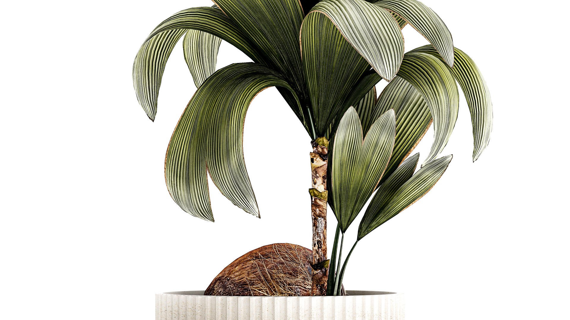 3D Small Young Coconut Tree Coconut Nucifera Pot 1457 model https://p.turbosquid.com/ts-thumb/jz/ihcZf8/N6/1cocosnucifera23112307/jpg/1701089037/1920x1080/fit_q87/005b85fd71851cfd4eb6fe8e6b70ce0fc2a96d74/1cocosnucifera23112307.jpg