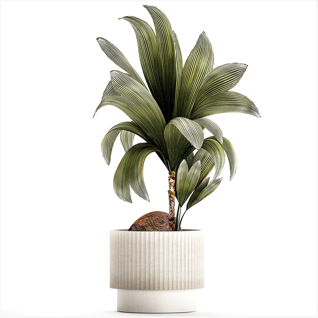 3D Small Young Coconut Tree Coconut Nucifera Pot 1457 model https://p.turbosquid.com/ts-thumb/jz/ihcZf8/k5/1cocosnucifera23112301/jpg/1701089268/1920x1080/fit_q87/9cf2425b1fed2c1d4ca4cfc3c076d66ac002f8db/1cocosnucifera23112301.jpg