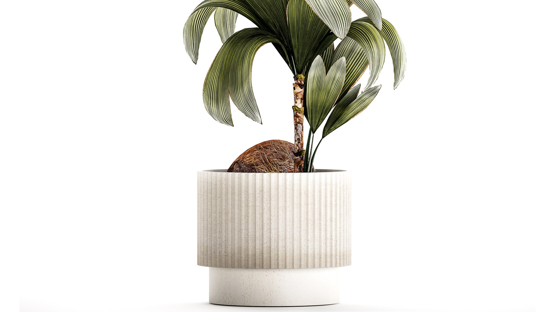 3D Small Young Coconut Tree Coconut Nucifera Pot 1457 model https://p.turbosquid.com/ts-thumb/jz/ihcZf8/lT/1cocosnucifera23112305/jpg/1701089035/1920x1080/fit_q87/52bb2703c04a9a2efb858567fc9670f463028b35/1cocosnucifera23112305.jpg