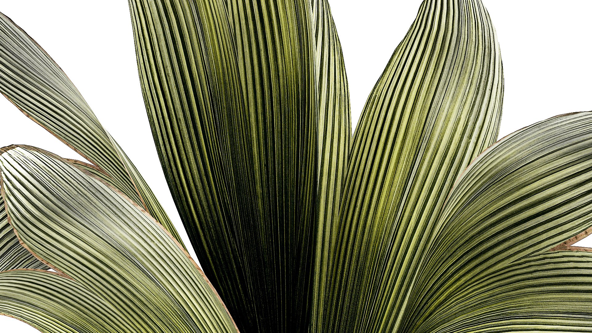 3D Small Young Coconut Tree Coconut Nucifera Pot 1457 model https://p.turbosquid.com/ts-thumb/jz/ihcZf8/t8/1cocosnucifera23112308/jpg/1701089038/1920x1080/fit_q87/06305e448830ecadc2874f6b71780660ff781125/1cocosnucifera23112308.jpg