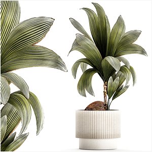 Small Young Coconut Tree Coconut Nucifera Pot 1457