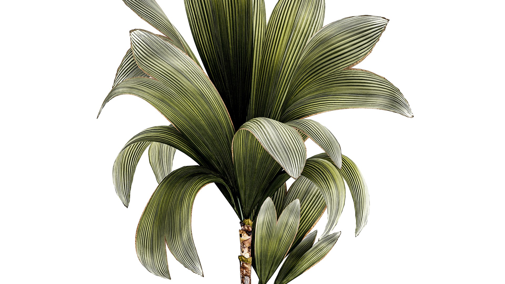 3D Small Young Coconut Tree Coconut Nucifera Pot 1457 model https://p.turbosquid.com/ts-thumb/jz/ihcZf8/yu/1cocosnucifera23112306/jpg/1701089036/1920x1080/fit_q87/65888a365df2eeb043788be09e26b153f68c5fe1/1cocosnucifera23112306.jpg