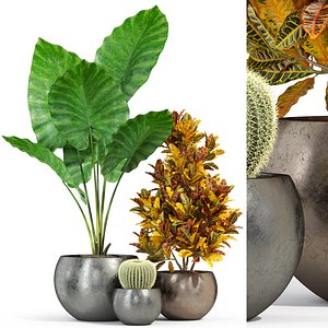 Plants collection 278