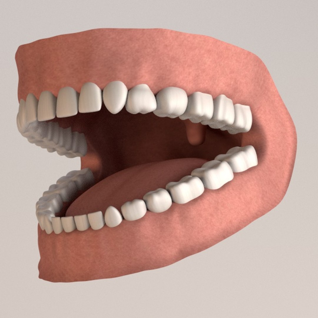 permanent human teeth 3d 3ds