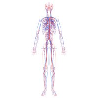 Anatomically Accurate Circulatory System Complete
