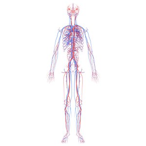 Anatomically Accurate Circulatory System Complete