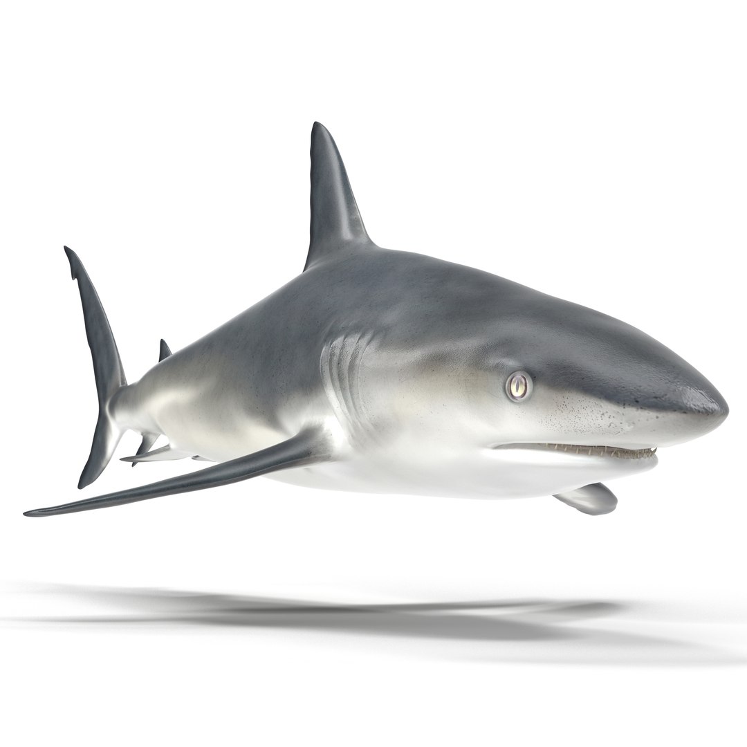 Caribbean Reef Shark 3D model preview