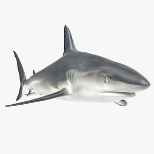 3d x caribbean reef shark