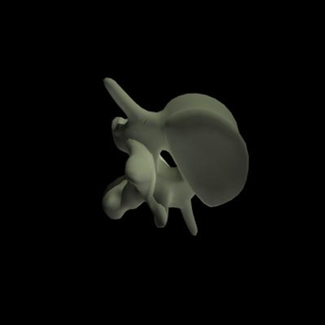 3d model human skeleton lumbales spine https://p.turbosquid.com/ts-thumb/k0/QY7XIo/K0YEbzLg/lumbales1/jpg/1202729506/1920x1080/fit_q87/7c2d74c4e9b28c1358b75cf505caaff98ef7588e/lumbales1.jpg