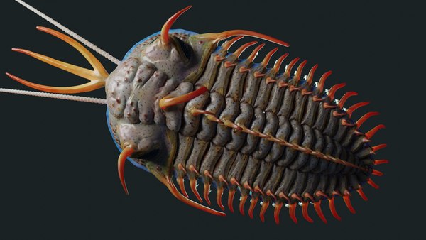 Trilobite 3D Models for Download | TurboSquid