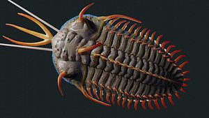 Trilobite Walliserops