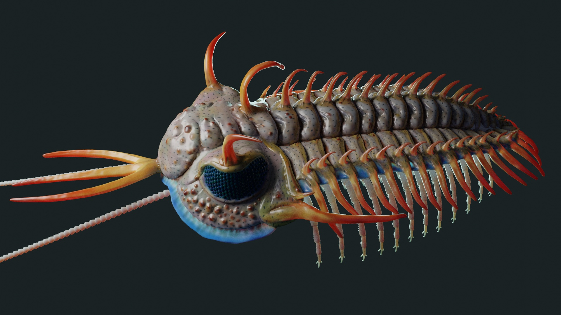 3D Trilobite Walliserops - TurboSquid 1651397