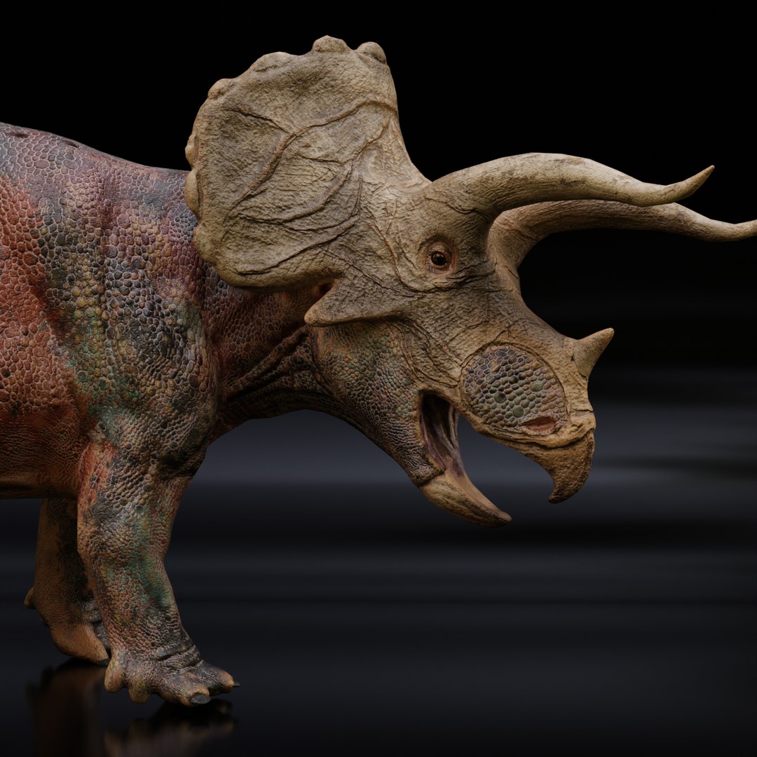 アガベオテロイ　トリケラトプス/triceratops　縦割り株 アガベオテロイ トリケラトプス/triceratops 縦割り株 CG Agave