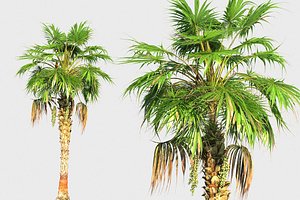 3D china palm model