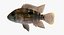 Andinoacara Rivulatus Cichlid