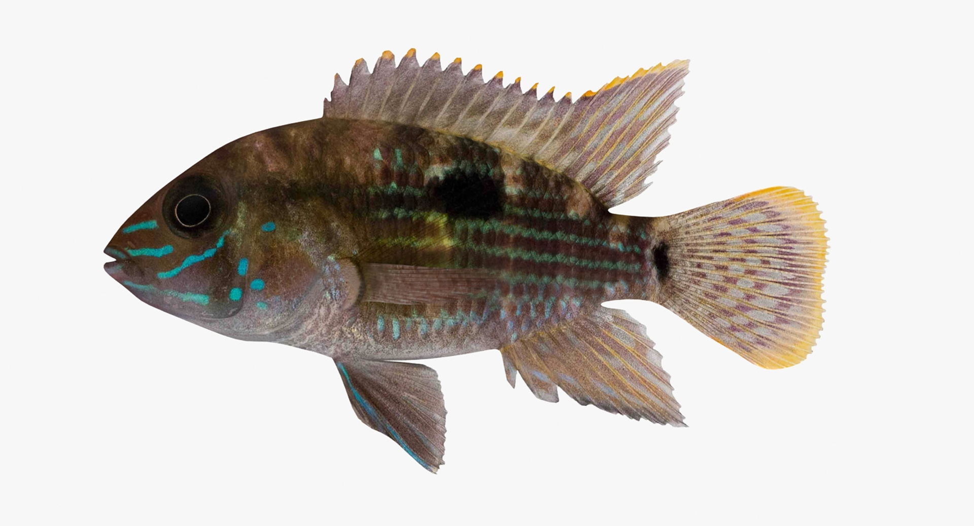 andinoacara rivulatus cichlid 3d max https://p.turbosquid.com/ts-thumb/k0/TbYsNt/4QSW24zI/andinoacararivulatustt/jpg/1478021365/1920x1080/turn_fit_q99/945e8d7ebe2968ad83a58ecc6f2f09740cba5c79/andinoacararivulatustt-1.jpg