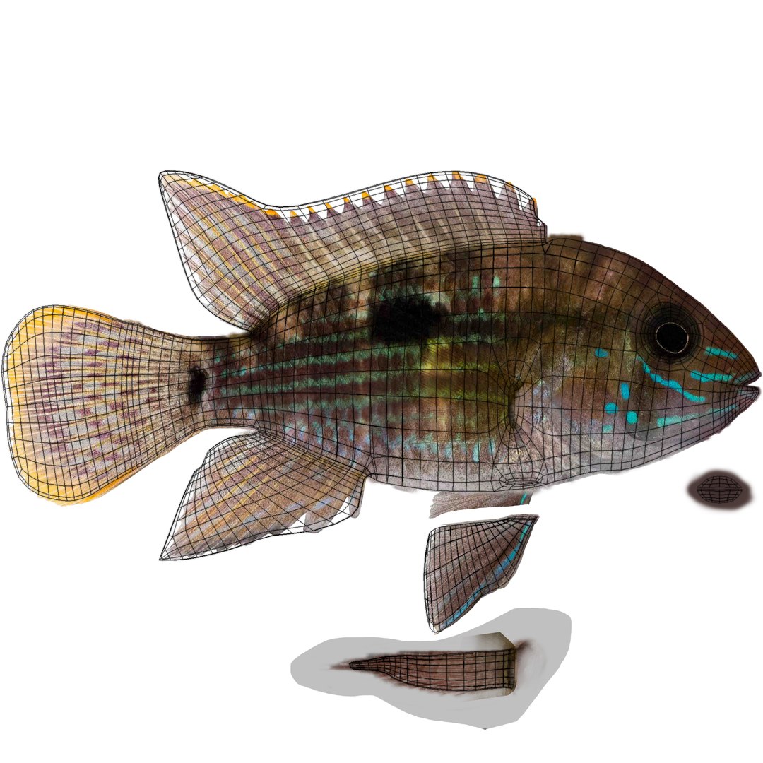 andinoacara rivulatus cichlid 3d max https://p.turbosquid.com/ts-thumb/k0/TbYsNt/8L6kOkxk/andinoacararivulatusuv/jpg/1478021364/1920x1080/fit_q87/345c5ff5e39fe73f426c889d5b88269bc59799cf/andinoacararivulatusuv.jpg
